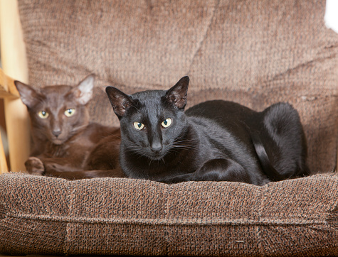 A brown and a black siamese cat are on a chair looking at the camera. The black cat is cross eyed.