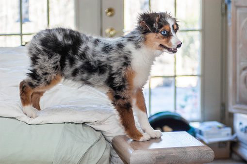 A cute Miniature Australian Shepard puppy is on an unmade bed in front of french doors.