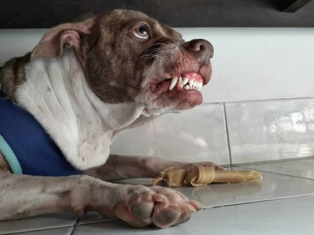 istock Dog Brown and white ferocious. 1049604836