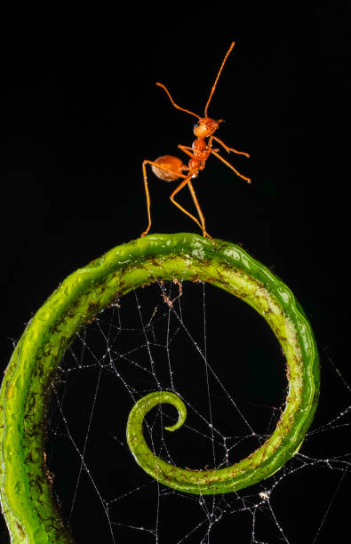 istock red ant working on fern macro 1049607584