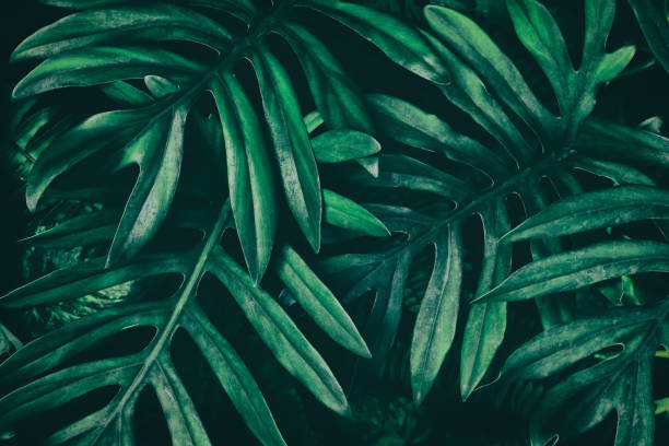 istock tropical leaves dark green nature background 1049618336