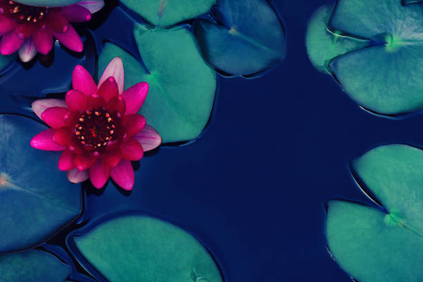 istock lotus water lily blooming on pond surface 1049618478