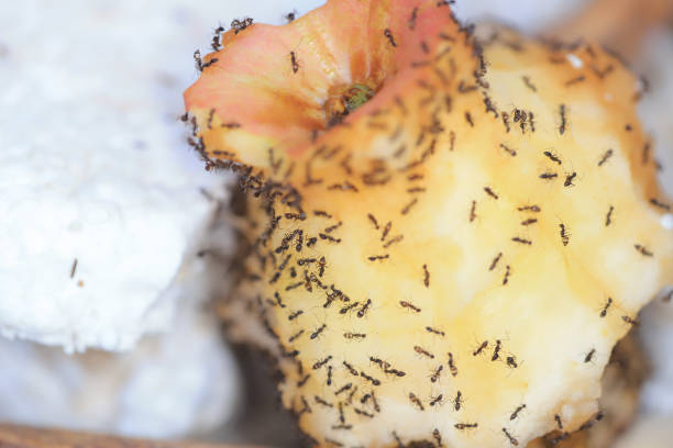 istock a black ants eating rotten apple on outdoor 1049620924