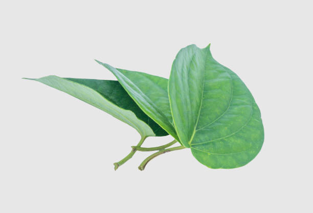 istock Green betel leaf isolated on the gray background with clipping path. 1049629298