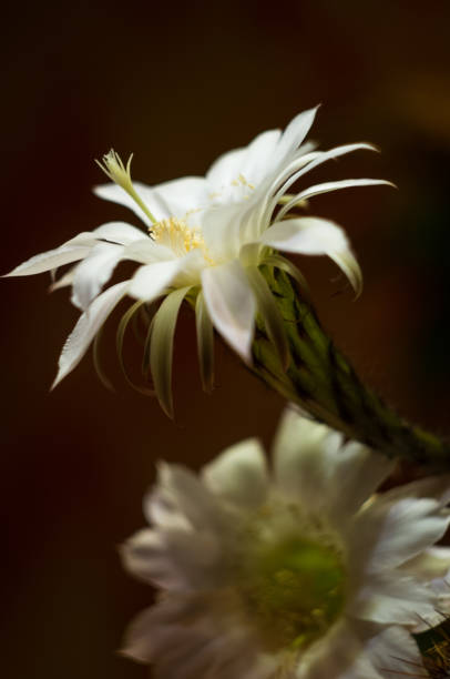 istock Cactus echinopsis tubiflora, close up, selective focus 1049631714