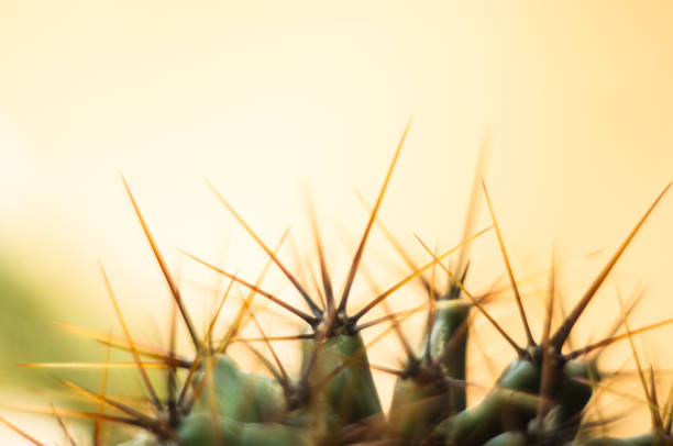 Cactus echinopsis tubiflora, selective soft focus