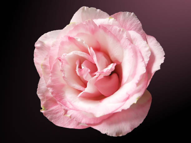 istock Pink rose with drops of dew on leaves background. 1049632228