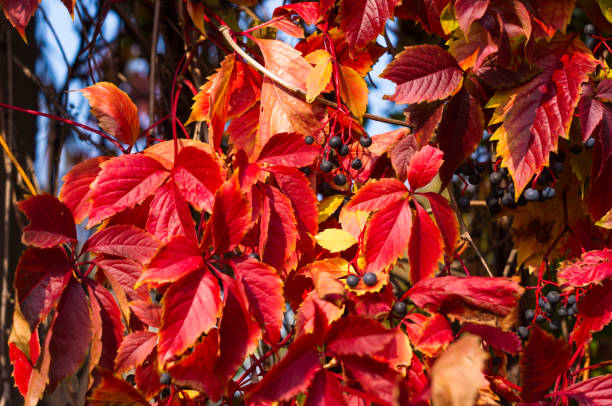 istock bright red autumn leaves of wild grapes 1049632276