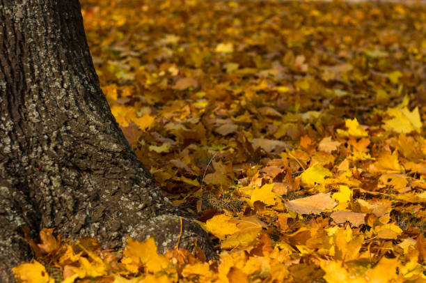 istock Urban Autumn landscape with trees in sunlight 1049635164