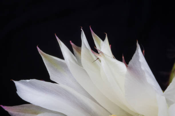Cactus echinopsis tubiflora, close up, selective focus Cactus flowers echinopsis tubiflora, selective soft focus, black background organ pipe coral stock pictures, royalty-free photos & images