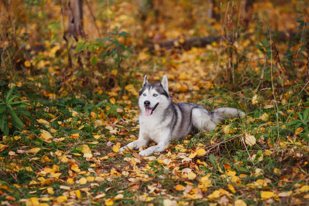 istock Siberian husky dog with blue eyes lying in autumn forest 1049643734
