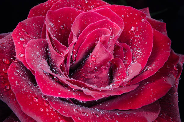 istock Red rose with drops of dew on black background. 1049644392