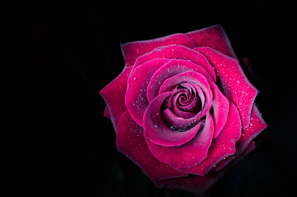 istock Red rose with drops of dew on black background. 1049646732