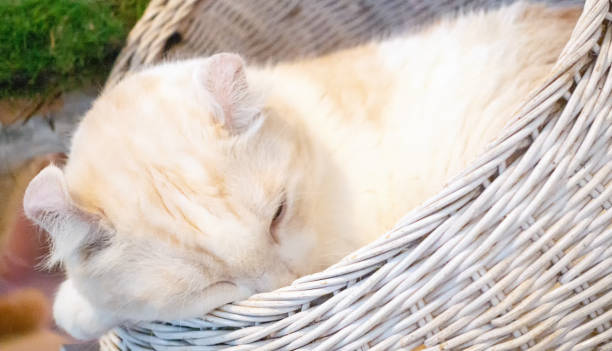 istock Sleeping American Curl Cat in basket 1049646810