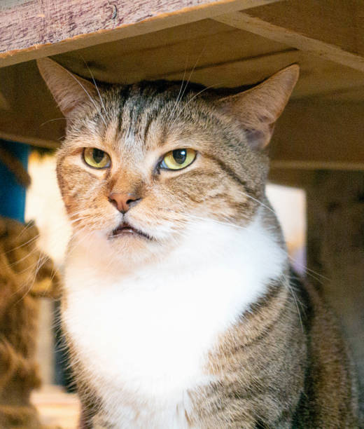 istock American Shorthair Cat under the table 1049646846