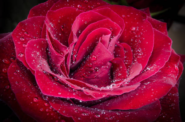 istock Red rose with drops of dew on black background. 1049647066