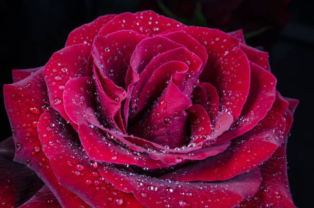 istock Red rose with drops of dew on black background. 1049647114