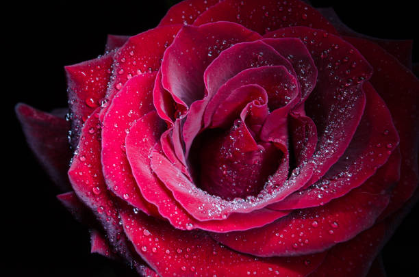 istock Red rose with drops of dew on black background. 1049647298