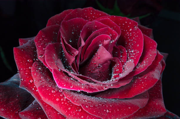 istock Red rose with drops of dew on black background. 1049647368