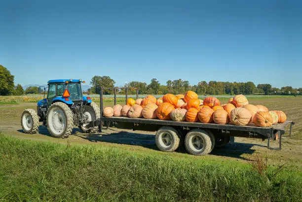 Photo of Autumn Pumpkin Harvest