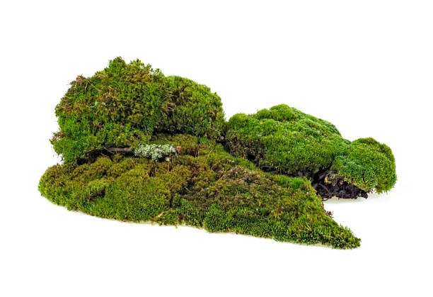 istock Closeup of green moss isolated on a white background 1049649564