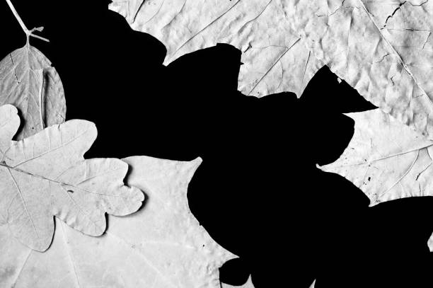 Beautiful decorative skeleton leaf on black stone tile texture, abstract backdrop, flat lay close up