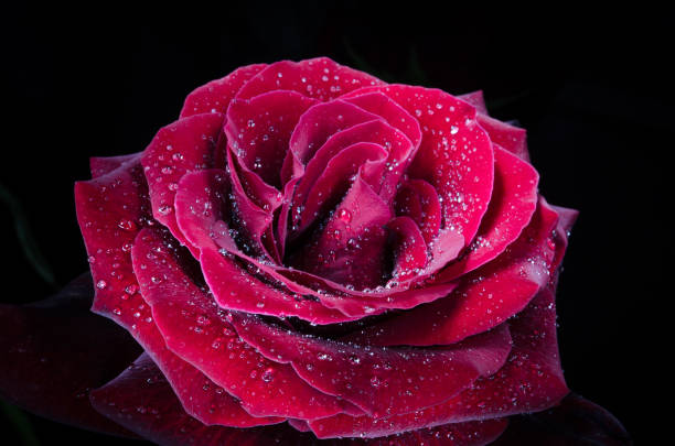 istock Red rose with drops of dew on black background. 1049650084