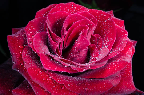istock Red rose with drops of dew on black background. 1049650112