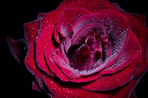 istock Red rose with drops of dew on black background. 1049650346
