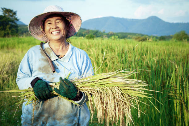 granjero de sexo femenino tailandés feliz cosecha arroz en campo tailandia - rice rice paddy farm agriculture fotografías e imágenes de stock