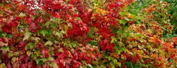 istock A bush with viburnum berries. 1049656198