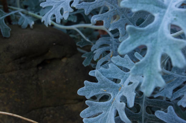 Cineraria maritima or Senecio cineraria. Dusty miller plant or Jacobaea maritima. Silver dust in the garden, close up.