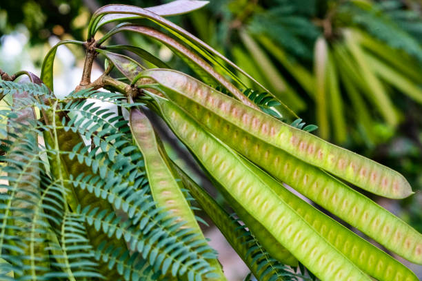 istock Garden Plant Fruit/ Seed Pod 1049656210