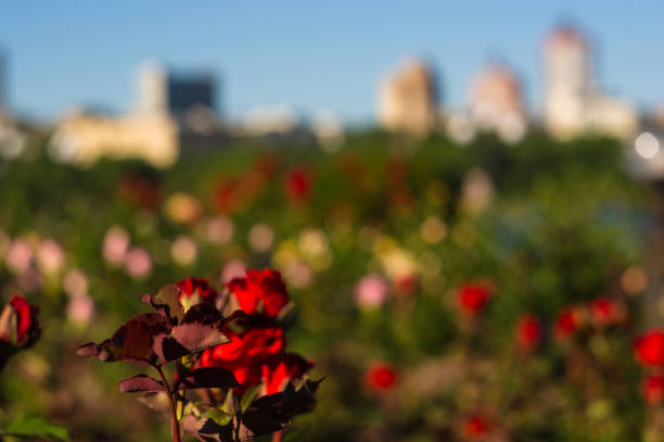 istock Red Rose flower. Nature. close up, selective focus 1049656216