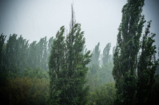 istock Landscape with trees in heavy summer rainstorm 1049658824