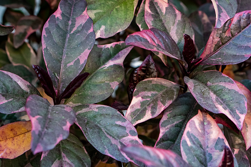 Garden Plants Maroon Leaves Stock Photo - Download Image Now - Annual