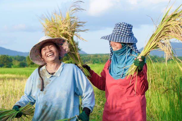 two happy Thai female farmers harvesting rice in countryside Thailand two happy Thai female farmers harvesting rice in farm countryside Thailand agricultural occupation stock pictures, royalty-free photos & images