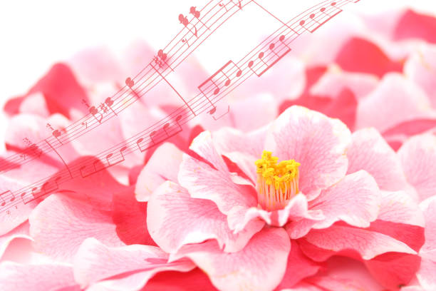 istock background of camellia 1049664462