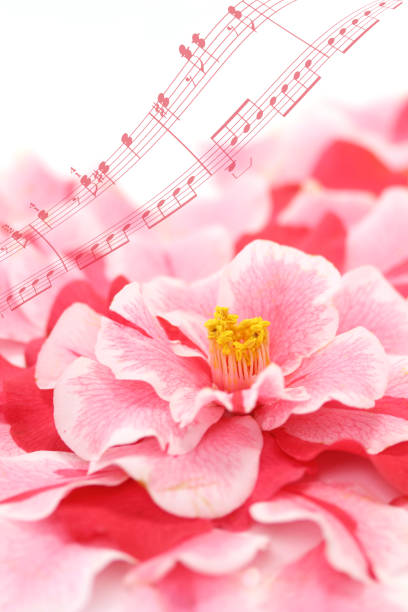 istock background of camellia 1049664466