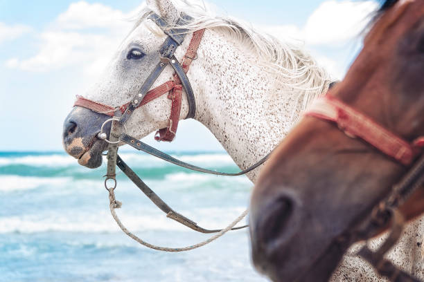 White horse on the beach
