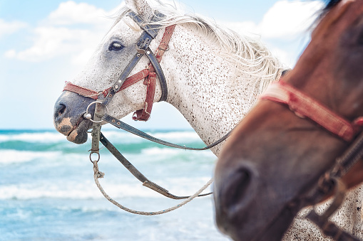 Two brown horses running fast on the seashore. Freedom and wildness. Galopade. Black and white photography.