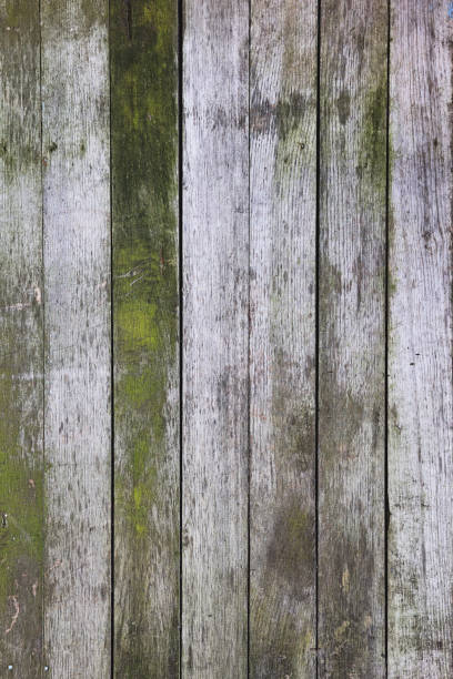 istock Mossy wooden boards 1049676746
