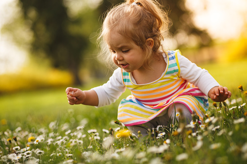 Toddler girl is crouching and picking flowers on a meadow.