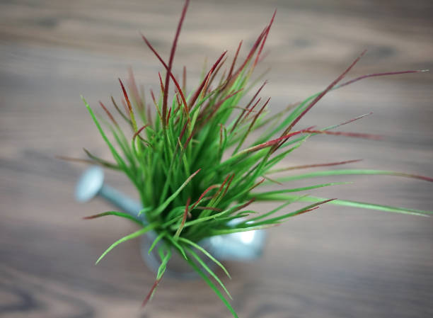 小麦草緑と新鮮です - ground green wheatgrass isolated ストックフォトと画像