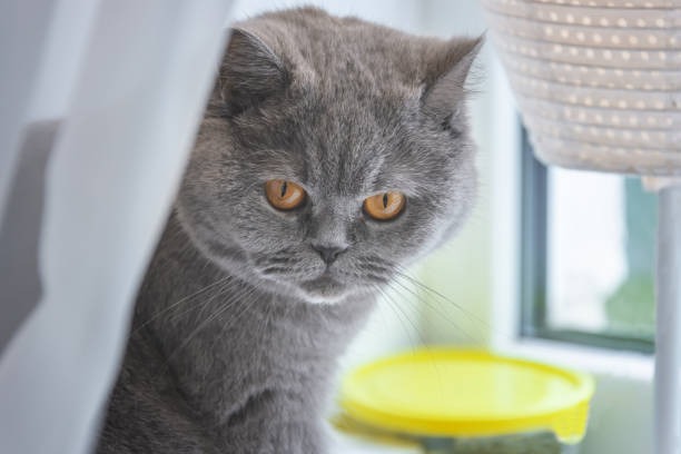 istock gray cat sitting by the window 1049691534