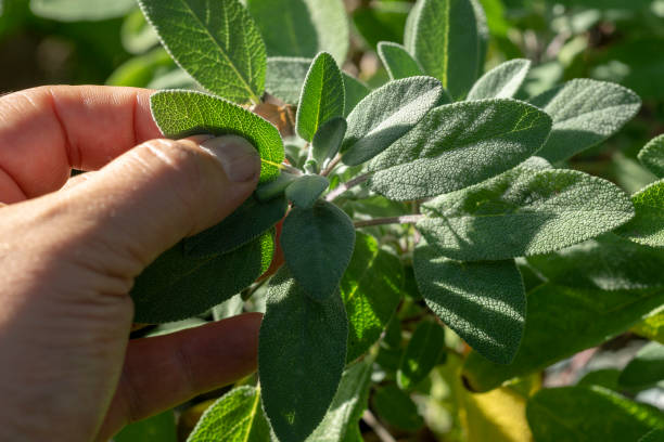 istock Hand pick up salvia plant 1049694556