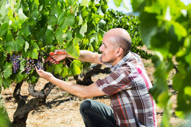 istock Latino man picking ripe grapes on vineyard 1049694602