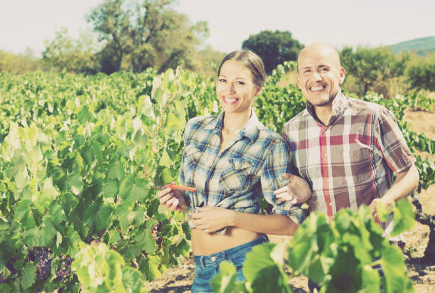 istock Gardeners together in grapes tree yard 1049694604