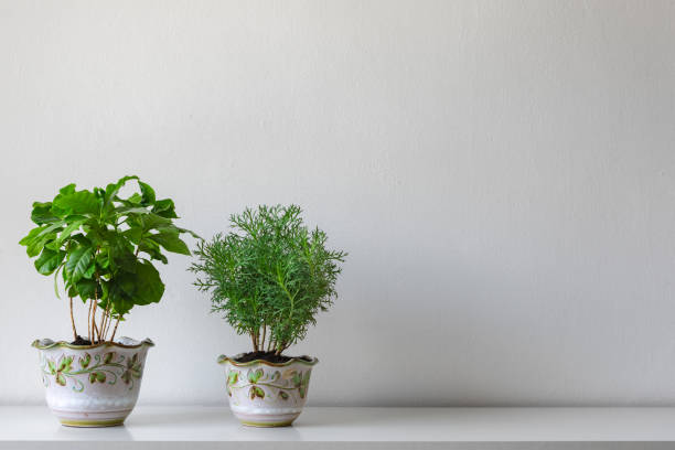 istock Various house plants in different pots against white wall. Indoor potted plants background with copy space. Modern room decoration. 1049694700