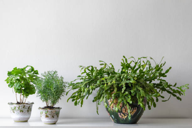 istock Various house plants in different pots against white wall. Indoor potted plants background with copy space. Modern room decoration. 1049694790
